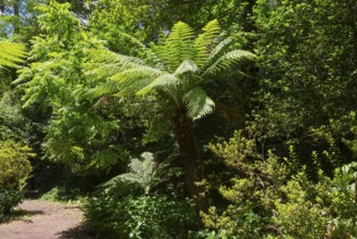 Großer Farnbaum in einem sonnigen Wald umgeben von üppigem Grün, Baumfarn (Dicksonia antarctica),