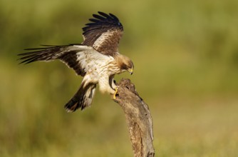 A hawk spreads its wings while standing on a tree trunk in a green environment