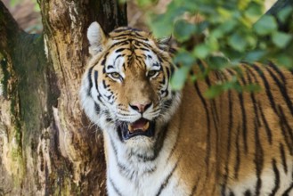 Siberian tiger (Panthera tigris altaica), portrait, Germany, Europe