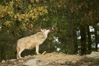 Eastern wolf (Canis lupus lycaon) standing on a little hill, Bavaria, Germany, Europe