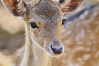 European fallow deer (Dama dama) youngster, portrait, in a forest, Bavaria, Germany, Europe