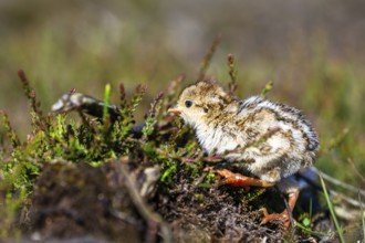 Chick of Red-legged Partridge, Alectoris rufa, North York Moors National Park, Yorkshire, England,