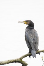 Great cormorant (Phalacrocorax carbo), sitting on a thick branch and looking to the left, profile