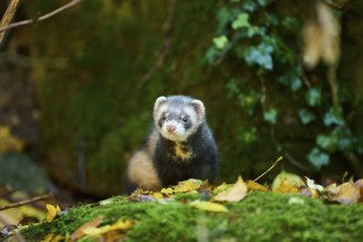 Ferret (Mustela putorius furo) standing on rock, Bavaria, Germany, Europe