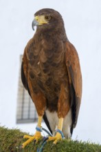 Close-up of a hawk with brown plumage and yellow claws against a white background, captivity, Arcos