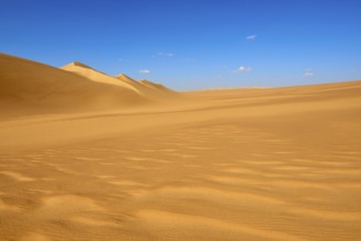 Endless sand dunes under a clear blue sky with few clouds, Matruh, Great Sand Sea, Libyan Desert,