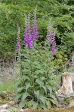 Common foxglove (Digitalis purpurea), inflorescence, North Rhine-Westphalia, Germany, Europe