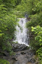 A waterfall in the Stans Valley cascades down in the middle of a green forest, surrounded by lush