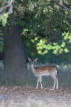 Fallow deer (Dama dama) adult female doe standing in a woodland, England, United Kingdom, Europe