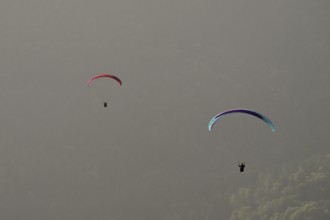 Two paragliders flying over the forest, Alsace, France, Europe