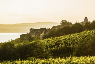 View of Lake Constance and vineyards, sunset, Meersburg, Baden-Württemberg, Germany, Europe