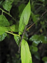 Stick insect (Phasmatodea), Monteverde cloud forest, Costa Rica, Central America