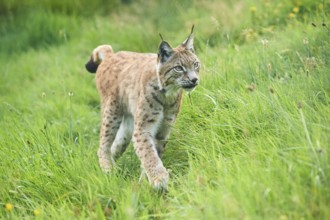 Eurasian lynx (Lynx lynx) walking through the grass, Wildpark Aurach, Kitzbühl, Tirol, Austria,