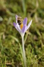 Crocus blossom with bee, Germany, Europe