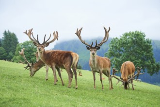 Red deer (Cervus elaphus) stags standing on a meadow in the mountains in tirol, Kitzbühel, Wildpark