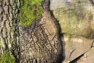 Close-up of tree bark and stone with moss growth, English oak (Quercus robur) growing over a