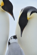 Emperor penguins (Aptenodytes forsteri), Pair with Chick, Snow Hill Island, Antartic Peninsula,