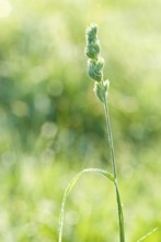 Orchard grass (Dactylis glomerata) wetted by autumn morning dew, soft light, blurred background,