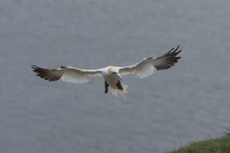 Northern gannet (Morus bassanus) adult bird in flight on approach to land on a cliff top,