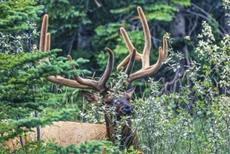 Elk with large antlers lying and resting in the forest, Jasper national park, Canada, North America