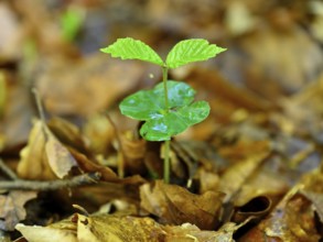 Seedling of copper beech (Fagus silvatica), Lower Rhine, North Rhine-Westphalia, Germany, Europe