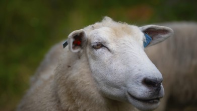 Close-up of the face of a sheep (Ovis), domestic sheep (Ovis aries), animal portrait, ungulate,