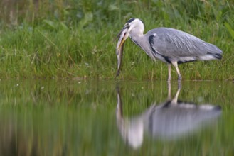 Grey heron (Ardea cinerea) with fish as prey, Aviemore, Scotland, Great Britain