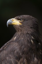 White tailed eagle (Haliaeetus albicilla) juvenile bird head portrait, England, United Kingdom,