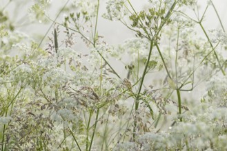 Umbellifer (Apiaceae) and true grasses (Poaceae) with morning dew in the fog, North