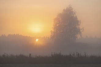 Warty birch (Betula pendula), meadow landscape, morning mist, at sunrise, Lower Saxony, Germany,