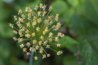 Seed head of ramson (Allium ursinum), Bavaria, Germany, Europe