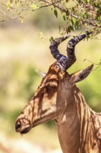 Hartebeest (Alcelaphus buselaphus) with big horns in the shade by a tree on a africa savanna,