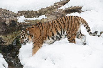 Siberian tiger (Panthera tigris altaica) running in the snow, captive, Germany, Europe