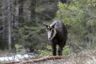 Chamois (Rupicapra rupicapra) in the forest, Austria, Upper Austria, Totes Gebirge, Europe