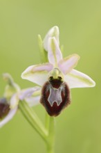 Ragwort in splendour (Ophrys splendida), flower, Provence, southern France