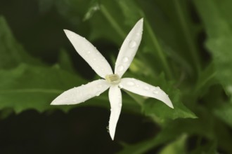 Star of Bethlehem or starflower (Laurentia longiflora), flower, native to the West Indies