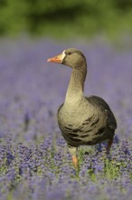 Greenland white-fronted goose or Greenland white-fronted goose (Anser albifrons flavirostris),