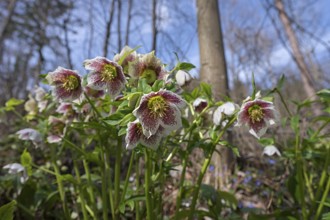 Oriental hellebore (Helleborus orientalis), Hohenstadt, Middle Franconia, Bavaria, Germany, Europe