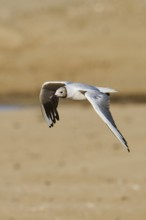 Black-headed gull (Chroicocephalus ridibundus) flying over the ground, Camargue, France, Europe