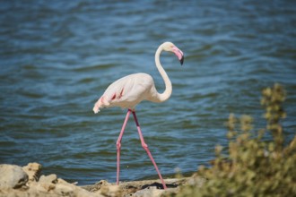 Greater flamingo (Phoenicopterus roseus) walking next to the sea, France, Europe