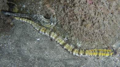 A long, yellow striped snake sea cucumber (Euapta lappa), sea cucumber, meanders across the sandy