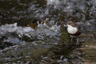 White-throated Dipper (Cinclus cinclus) in the water, Austria, Upper Austria, Europe