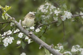 Small bird on a branch with white flowers in front of a blurred background