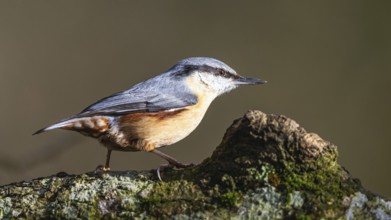 Eurasian Nuthatch, Sitta europaea in forest at winter sun