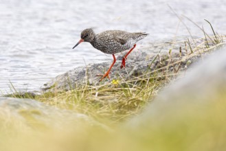 Common redshank (Tringa totanus), adult bird walking on rock at the water's edge, Varanger,