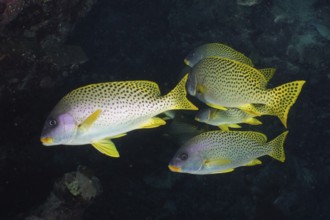 Shoal, group of blackspotted rubberlip (Plectorhinchus gaterinus) in a cave, dive site Dangerous