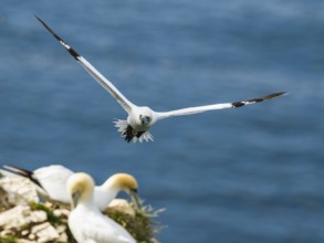 Northern Gannet, Morus bassanus, bird in flight over sea, Bempton Cliffs, North Yorkshire, England,