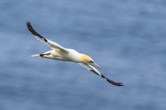 Northern Gannet, Morus bassanus, bird in flight over sea, Bempton Cliffs, North Yorkshire, England,