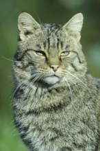 European wildcat (Felis silvestris silvestris), animal portrait, Hesse, Germany, Europe