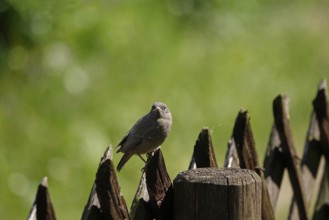 Redstart, May, Baden-Württemberg, Germany, Europe